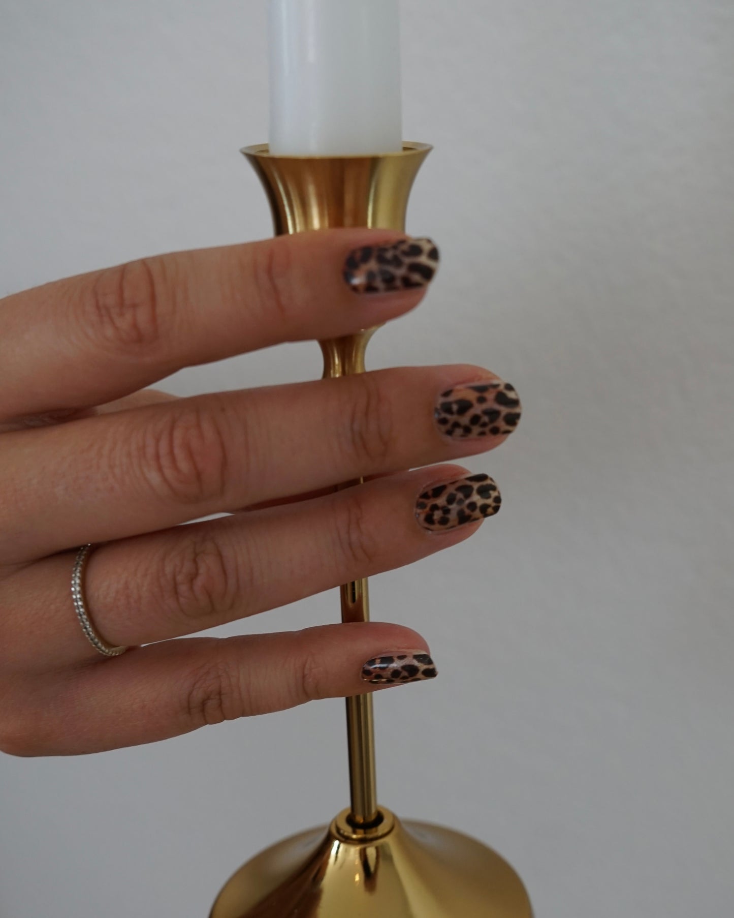 Wild Leopard