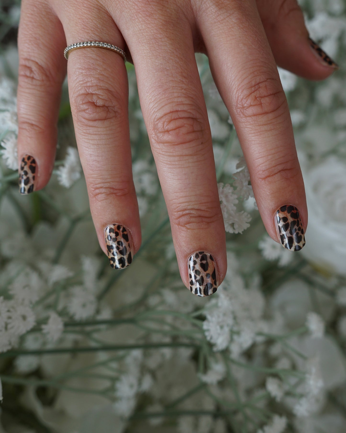 Wild Leopard