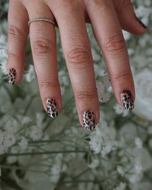 Wild Leopard