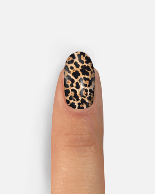 Wild Leopard